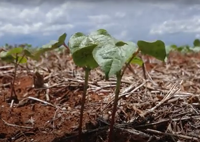 ALGODÃO - PLANTIO DA PLUMA AVANÇA NO MATO GROSSO